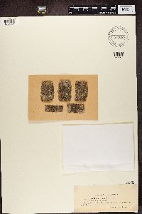 Media resource of Bacidia absistens