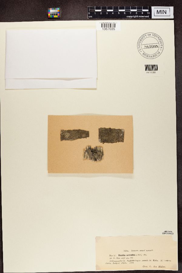 Bacidia arceutina image