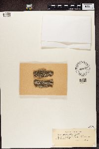 Biatora globulosa image