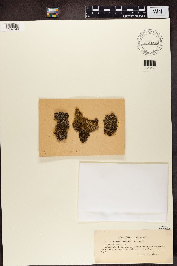 Bilimbia sabuletorum image