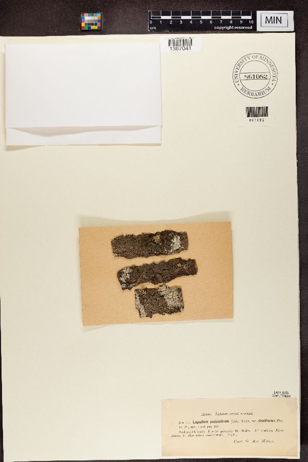 Ectolechiaceae image