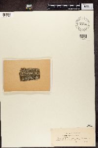 Megalaria grossa image