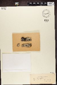 Megalaria grossa image
