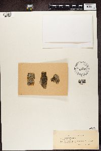 Image Associated With the Occurrence