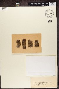 Media resource of Biatora helvola