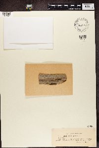 Caloplaca pollinii image