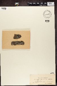 Thumbnail image of current specimen