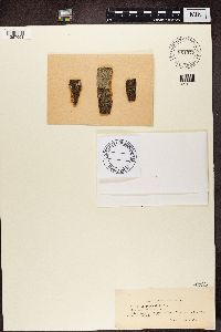 Opegrapha viridis image