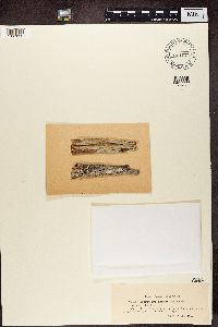 Lecanactis abietina image