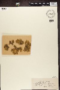 Ramalina fastigiata image