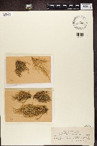 Ramalina farinacea image