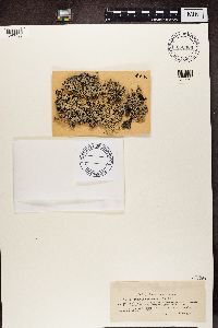 Hypogymnia physodes image