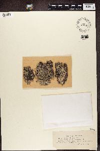Ramalina farinacea image