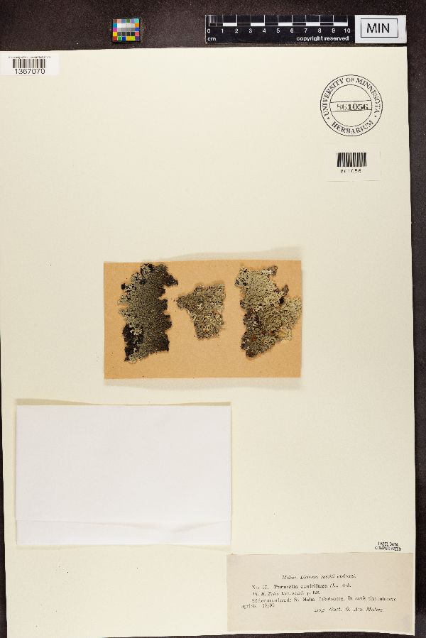 Arctoparmelia centrifuga image