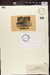 Parmeliopsis ambigua image