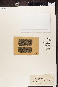 Lecanora allophana image