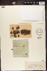 Lecanora allophana image