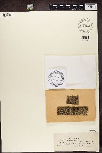 Lecanora chlarotera image