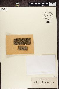 Lecanora carpinea image