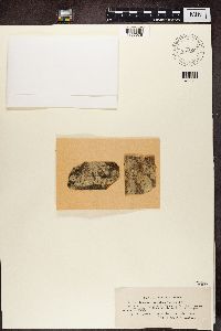 Lecanora carpinea image