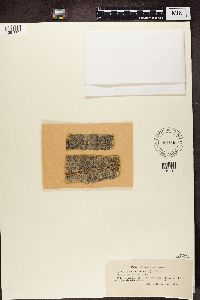 Lecania dubitans image