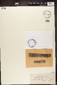 Lecania cyrtella image