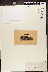 Lecania naegelii image