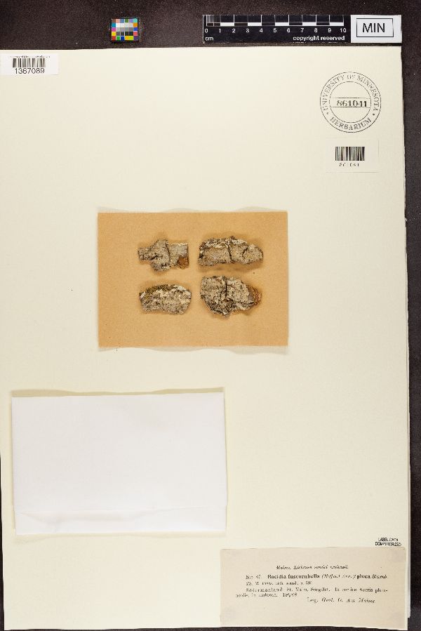 Bacidia polychroa image