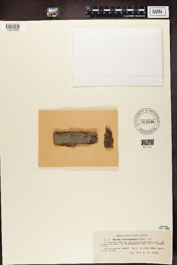 Bacidia subincompta image