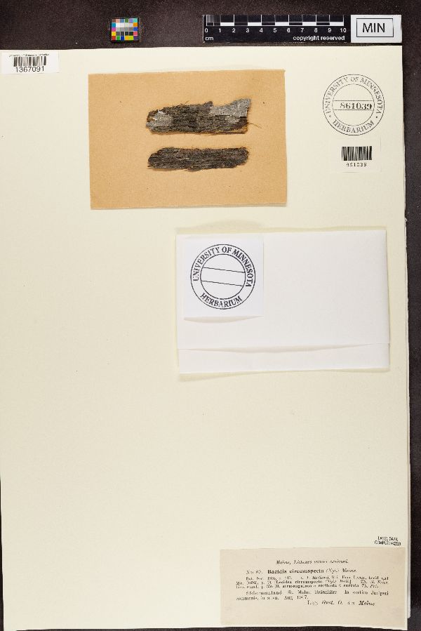 Bacidia circumspecta image