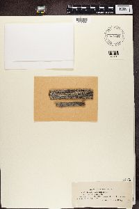 Lecanora symmicta image