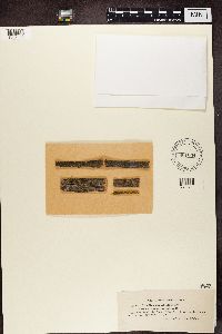 Rinodina pyrina image