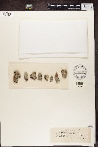 Lecanactis abietina image