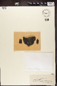 Pertusaria chiodectonoides image