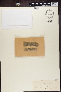 Lecanora carpinea image