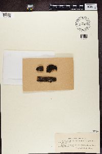 Lecania cyrtella image