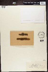 Caloplaca luteoalba image