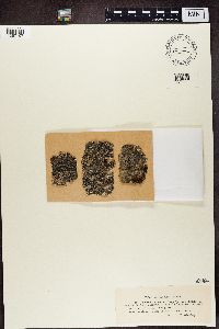 Buellia parasema image