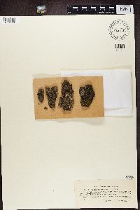 Amandinea punctata image