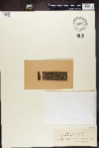 Amandinea punctata image