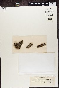 Buellia schaereri image
