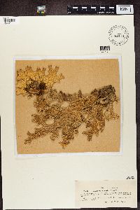 Lobaria pulmonaria image