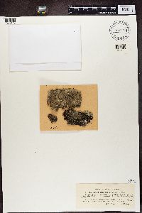 Mycoblastus sanguinarius image