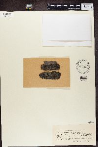 Catillaria lenticularis image