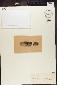 Opegrapha vulgata image