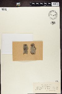 Arthonia patellulata image
