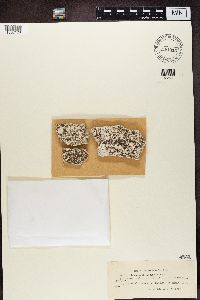 Lecania nylanderiana image