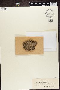 Micarea lithinella image