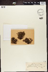 Cetraria ericetorum image