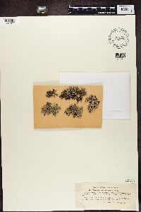 Media resource of Hypogymnia tubulosa